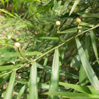 Pothos hookeri Schott